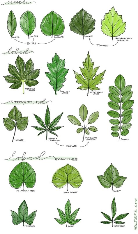 Learn how to draw a leaf step by step in this tutorial where we will go from super simple and easy, to drawing specific leaves and coloring them. #drawingleaf #drawingleafs #doodleleaf #doodleleaves #leafdrawing #leavesdrawing #bujoleaf #bulletjournaldoodle #doodle Tree Branch Drawing Leaves, How To Draw A Leaf Easy, Leaf Drawings Simple, How To Draw Tree Leaves, Cute Leaves Drawing, Drawing Plants Easy, How To Draw Nature Step By Step, How To Draw Tree Branches, Aesthetic Leaf Drawing