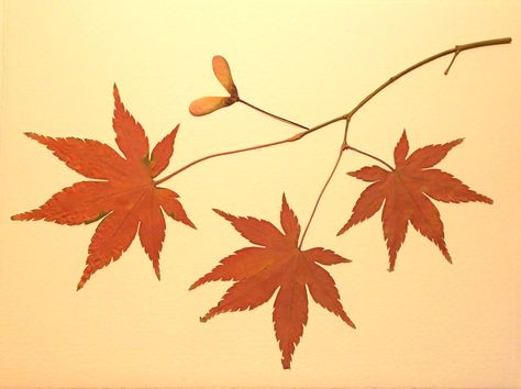 Red Japanese maple leaves Japanese Maple Illustration, Maple Leaves Illustration, Japanese Maple Leaf Drawing, Japanese Maple Leaves Tattoo, Japanese Maple Tattoo, Japanese Maple Leaf Tattoo, Maple Leaf Drawing, Flowers Reference, Japanese Maple Leaves