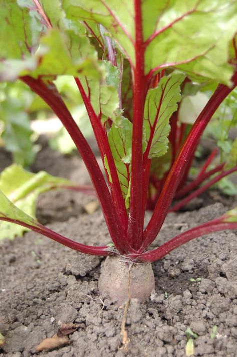 Learn how to grow beets in your own vegetable garden at home. From planting to harvesting, this guide will help your grow your own beets! #gardening #vegetablegardening #beets Beet Powder Benefits, Growing Beets, Beetroot Benefits, Beta Vulgaris, Veggie Juice, Fresh Beets, Fall Vegetables, Red Beets, Beet Greens