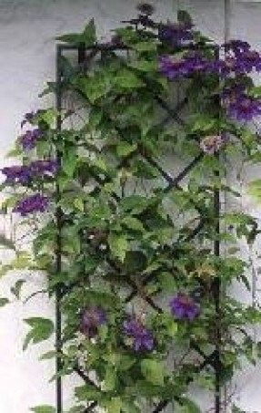 Black Metal Trellis - Foter Wrought Iron Trellis, Clematis Trellis, Iron Trellis, Wall Trellis, Trellis Ideas, Metal Trellis, Garden Obelisk, Walled Garden, Garden Shrubs