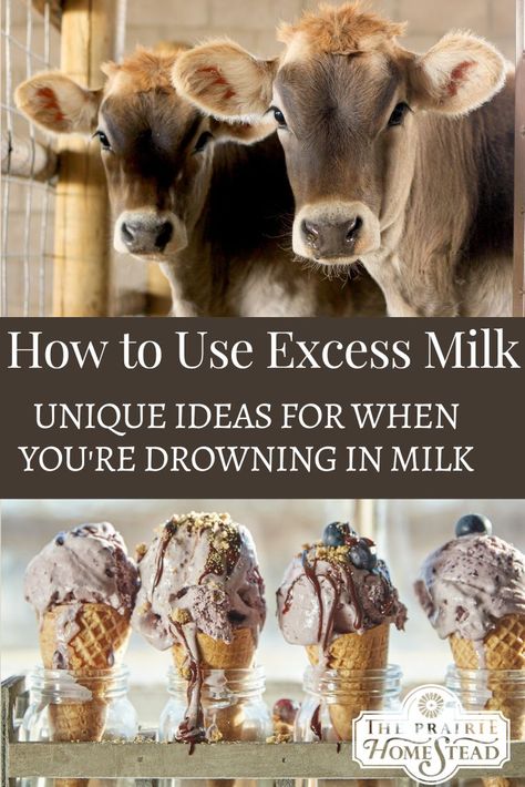 How to Use Excess Milk from a Family Milk Cow Raw Cow Milk Recipes, Extra Milk Uses, Cow Milking Station, Cow Milk Soap, Uses For Milk, Family Milk Cow, Milk Sheep, Raising Cows, Jersey Cow Milk