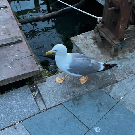 #seagull #aesthetic #photography #painting #blue #picoftheday Scorpio Mermaid, Seagulls Aesthetic, Seagull Aesthetic, Blue Academia Aesthetic, Sophia Aesthetic, Cozy Grove, Alea Aquarius, Blue Academia, Trash Collector