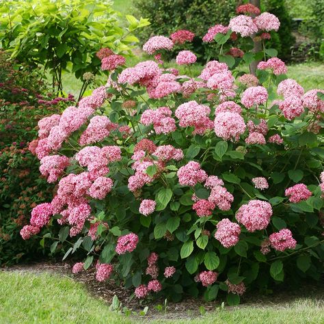 Buy sevenbark ( Pink Annabelle ) Hydrangea arborescens 'Pink Annabelle ('NCHA2') ': Delivery by Waitrose Garden in association with Crocus Pink Annabelle Hydrangea, Hydrangea Potted, Hydrangea Pink, Annabelle Hydrangea, Hydrangea Shrub, Hydrangea Arborescens, Limelight Hydrangea, Planting Hydrangeas, Planting Shrubs