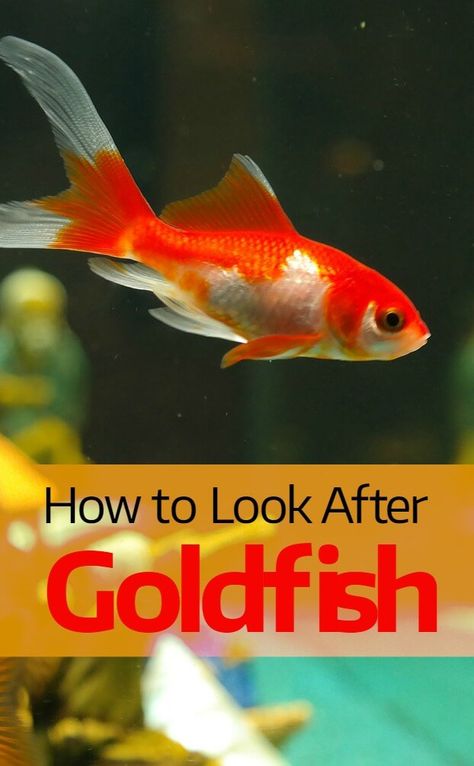 how-to-look-after-goldfish Design Packaging Ideas, Aesthetic Pets, Goldfish Care, Fish Aesthetic, Goldfish Aquarium, Goldfish Tank, Fish Ideas, Aquarium Stand, Pet Design