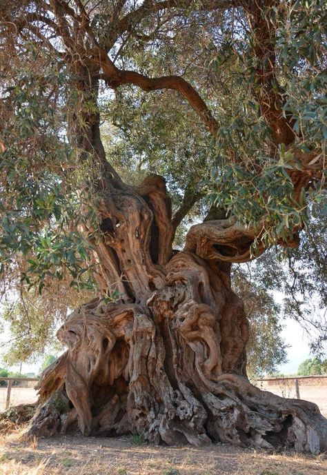 Trees Glorious Trees / The Queen; ancient olive tree, Villamassargia (Italy) over 2000 years old & still produces olives! Photo credit : Elia Fontana Old Olive Tree, Weird Trees, Amazing Trees, Twisted Tree, Big Trees, Ancient Trees, Giant Tree, Sardinia Italy, Old Tree