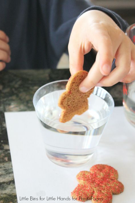 Dissolving Gingerbread Man Science Activity - Pre-K Pages Gingerbread Cookie Science Experiment, Gingerbread Man Science Experiment, Gingerbread Science Experiment, Gingerbread Science Preschool, Gingerbread Man Science, Gingerbread Stem, Science Activity For Preschool, Experiment For Preschool, Prek Gingerbread