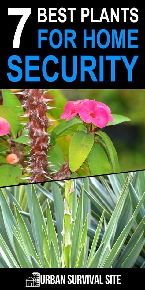 Plants for home security? Yes, you read that right. If you're serious about home security, there are certain plants you'll want to grow in your yard. Especially in front of your fences and windows. Best Plants For Home, Plants For Home, Best Home Security, Survival Gardening, Survival Life Hacks, Best Plants, Urban Survival, Plant Protection, Home Protection