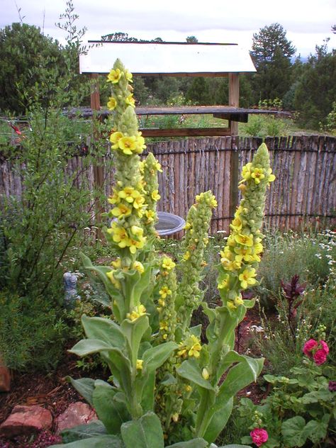 Ben & Joanne's garden in rural New Mexico - FineGardening New Mexico Plants, Mexico Plants, Zone 5 Plants, Vis Dev, Ice Plant, Fine Gardening, Trial And Error, Flower Spike, Wild Plants