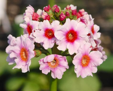 Primula Japonica, Apple Blossom, Clematis, Flower Power, Garden Plants, Planting Flowers, Domain Name, Blossom, Plants