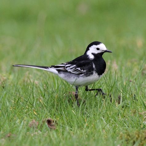 The Pied Wagtail is small, long-tailed and rather sprightly black and white bird. When not standing and frantically wagging its tail up and down it can be seen dashing about over lawns or car parks in search of food. It frequently calls when in its undulating flight and often gathers at dusk to form large roosts in city centres. They gather in large roosts, sometimes in towns, often assembling on roofs beforehand. Its length is 18cm and the wingspan 25-30cm. Wagtail Tattoo, Birds In Garden, White Wagtail, Grey Wagtail, Yellow Wagtail, Cool Birds, Black And White Birds, British Birds, Bird Artwork