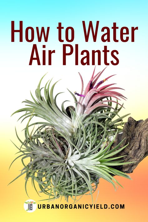 Types Of Air Plants, Air Plants Diy, Air Plant Garden, Types Of Houseplants, Air Plants Decor, Plant Display Ideas, Air Plants Care, Air Plant Display, Air Plant Terrarium