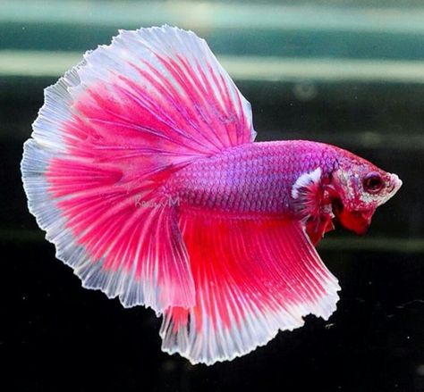 pink pearl betta Pencil Colours, Betta Fish Types, Fish Keeping, Betta Aquarium, Tropical Freshwater Fish, Pretty Fish, Pink Fish, Betta Fish Tank, Beta Fish