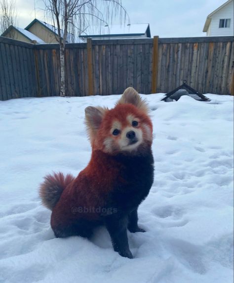 Pomeranian dyed like a red panda for creative grooming. By a dog groomer. Using pet safe vegan dyes. Dyed Pomeranian, Dogs With Dyed Fur, Dog Hair Dye Creative Grooming, Black Pomeranian Haircut, Dog Dye Ideas Creative Grooming, Dog Dye Ideas, Red Pomeranian, Poodle Puppy Cut, Dog Hair Dye