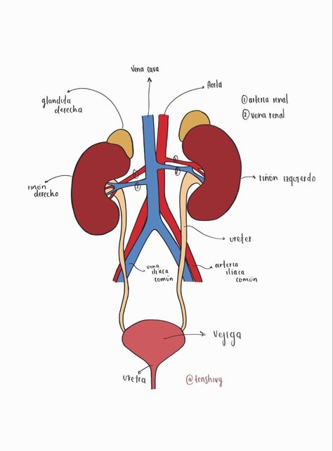 Biology Diagrams, Science Cartoons, Presentation Ideas For School, Anatomy Bones, Nursing School Essential, Studying Medicine, Nurse Study Notes, Med Vet, Study Flashcards