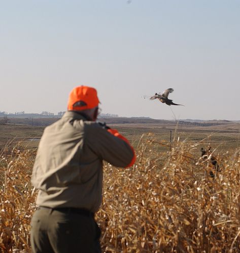 Gentleman Bobwhite (Posts tagged pheasant hunting) Gentlemen Bobwhite, Bobwhite Quail, Pheasant Hunting, Bird Hunting, The Gentleman, Hunting Trip, Game Birds, Old West, Pheasant