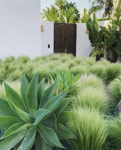 Landscaping With Agave Plants, Foxtail Agave Landscape, Agave Garden Design, Agave Plant Landscaping, Agave Landscaping, California Garden Design, Victoria Terrace, California Landscaping, Modern Garden Landscaping