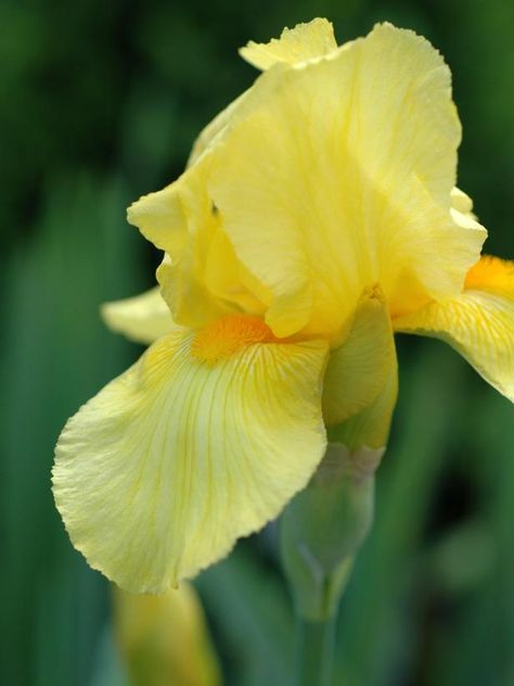 When To Transplant Iris Bulbs, Transplanting Irises, When To Transplant Iris, March Gardening, Rustic Mansion, Iris Plant, Growing Organic Tomatoes, Flowering Perennials, Yellow Iris