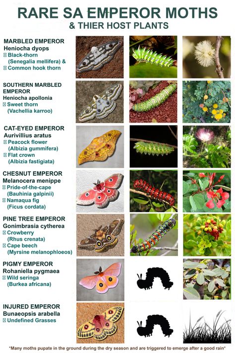 MARBLED EMPEROR (Heniocha dyops), Southern Marbled Emperor (Heniocha appolonia), Chestnut emperor (Melanocera menippe ) Cat-eyed emperor (Aurivillius aratus) Marbled Emperor Moth, Preserving Bugs, Rare Moths, African Insects, Blueberries For Sal, Butterfly Sanctuary, Japanese Emperor, Emperor Moth, Moth Caterpillar