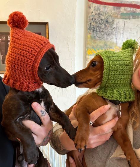 CROCHET PATTERN for small dog hat/snood/balaclava  Beginner friendly crochet hat downloadable pattern to keep your pup stylish and warm! I made this hat for my 7 month old Dachshund, Daisy, after a hat I made for her got 1M views on TikTok! I've been knitting for 20 years (since I was 10) and crochet within the past 2 years. I'm so excited to share my first dog crochet pattern with you all. The pattern includes a list of the materials needed, abbreviations for terms, and instructions linked with Dogs Wearing Costumes, Crochet Animal Clothes Free Patterns, Crochet Dinosaur Hat For Dog, Crochet Dog Coat Pattern, Crochet Dog Birthday Hat, Crochet Small Dog Hat Free Pattern, Crochet Chihuahua Hat, Dashund Crochet Pattern, Crochet Dog Jumper Pattern