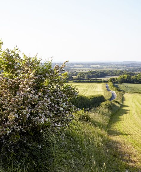 UK Hedgerows Hedgerow Ideas, Farmhouse Reno, Herbal Tea Garden, Garden Diary, Best Weekend Getaways, Remote Sensing, Old Trees, End To End, How To Attract Birds