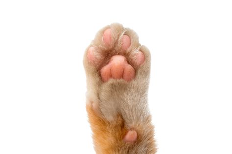 Cat paws are one of the cutest pieces of a feline's anatomy, but they are also very important. If your cat has paws, you need to know this... Dnd Reference, Feline Anatomy, Cat Vitamins, Paw Care, Cat Help, Cat Parenting, Paw Pads, Cat Paw, Cat Facts