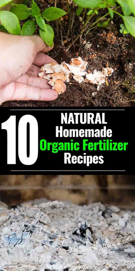 Organic fertilizer - compost, manure, bone meal, wood ash and even grass, fertilizer you can that's organic, natural food plants can use. [LEARN MORE] Organic Insecticide, Organic Pesticide, Blackstrap Molasses, Natural Fertilizer, Organic Vegetable Garden, Meteor Garden 2018, Garden Compost, Magic Garden, Fertilizer For Plants