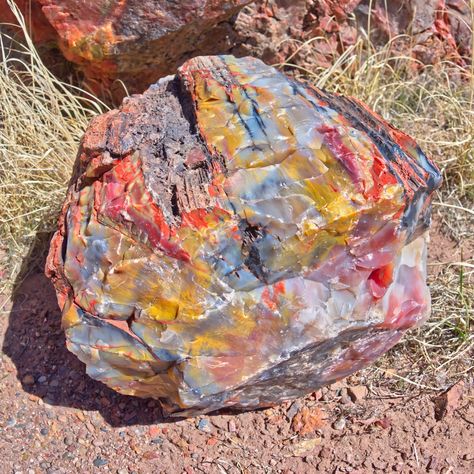 The Fascinating World of Petrified Wood: Nature’s Stone Trees Rock Tumbler, Petrified Forest, Stone Wallpaper, Mt Rainier, Ancient Forest, Pretty Rocks, Quartz Geode, Sticks And Stones, Rock Collection