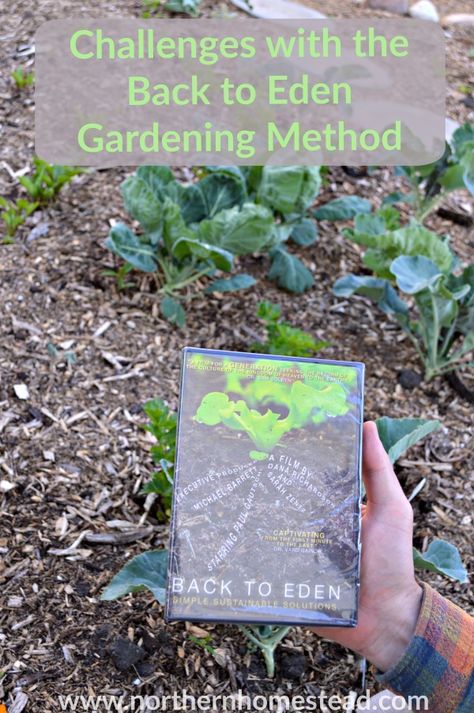 3 main Challenges with the Back to Eden Gardening Method. Despite the challenges though, we would always do it again. This will help you to a good start. Back To Eden Gardening, Back To Eden Garden, Back To Eden, Garden Problems, Eden Garden, Organic Vegetable Garden, Gardening Techniques, Patio Kitchen, Growing Strawberries