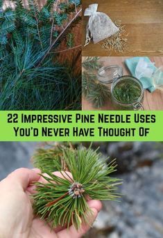 Pine Needle Uses, Pine Needle Tea, Pine Needle Crafts, White Pine Tree, Wild Food Foraging, Loose Leaf Teas, Pine Needle Baskets, Herbal Recipes, Herbal Tinctures