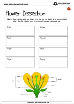 Flower Dissection Worksheet, Flower Dissection For Kids, Parts Of A Flower Printable, Parts Of A Flower Worksheet, Flower Dissection, Content Corner, Teaching Plants, Plant Biology, Plant Lessons