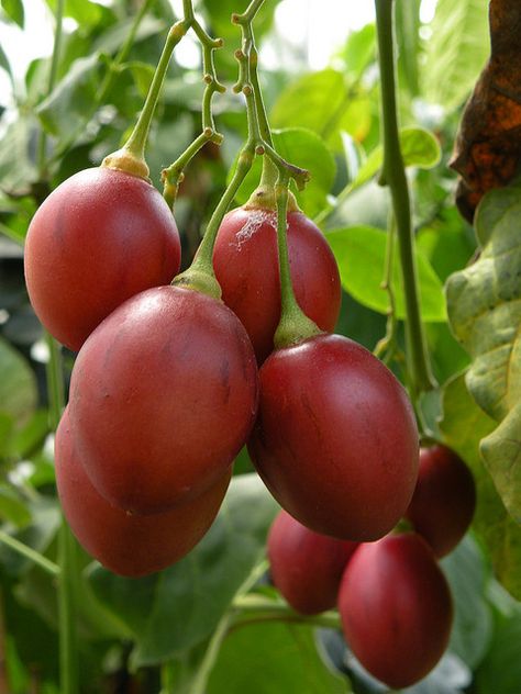 Tree Tomato, http://www.hort.purdue.edu/newcrop/morton/tree_tomato.html Fruit Tree Photography, Florida Fruit Trees, Aesthetic Fruit Trees, Tomato Tree, Santol Fruit Tree, Baobab Tree Fruit, Tiny Bathrooms, Tropical Tree, Small Bathroom Makeover