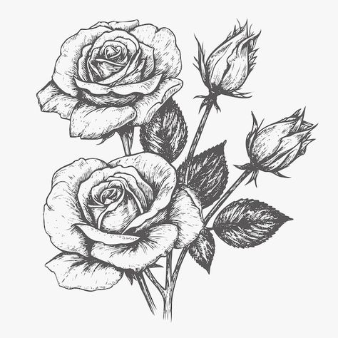 Flower sketch hand drawn sketch | Premium Vector #Freepik #vector #nature-flowers #rose-garden #flower-isolated #rose-leaf Mini Rose Drawing, Garden Sketches, Flowers Drawn, Rose Sketch, Flower Sketch, Vector Nature, Rose Leaf, Gcse Art Sketchbook, Drawn Flowers