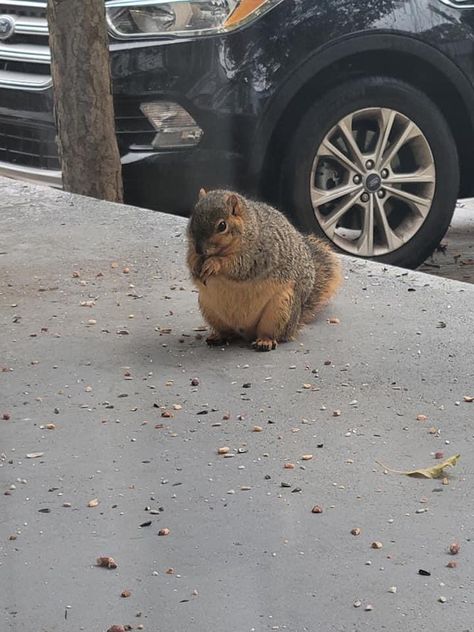 Fat Squirrel, Tree Rat, Fat Animals, Cute Squirrel, Trash Panda, Little Critter, Fluffy Animals, Cute Animal Photos, Silly Cats