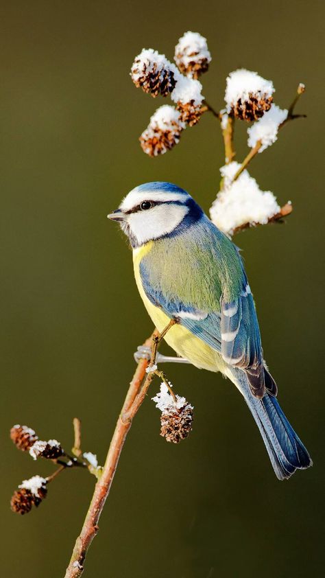 Blue tit Parmesan Asparagus, Nature Birds, Bird Pictures, Pretty Birds, Bird Photo, Colorful Birds, Bird Garden, Little Birds, Small Birds