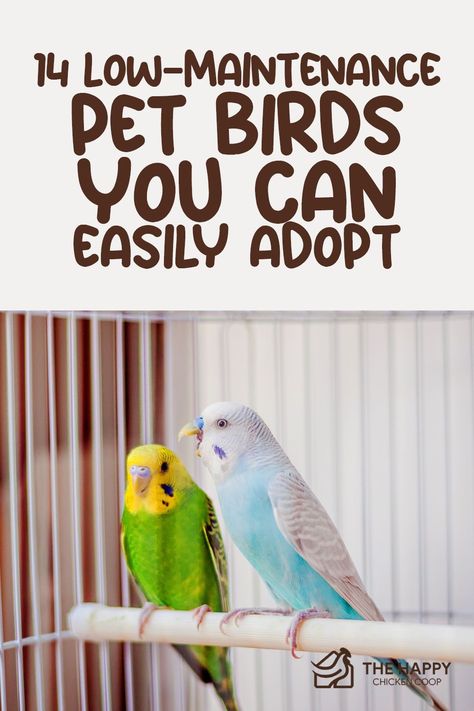 Low Maintenance Pets For Adults, Pet Birds For Beginners, House Birds Pets, Best Pet Birds, Types Of Pet Birds, Bird Pet, Low Maintenance Pets, Bird Breeds, Easy Bird