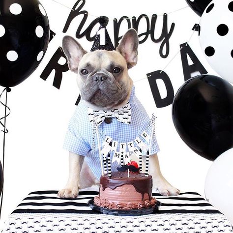 Frenchie Dog Birthday Party | dog plaid dress shirt by Dog Threads Frenchie Birthday, Dog Birthday Pictures, Birthday Party Dog, Happy Birthday Animals, Birthday Animals, Dog First Birthday, Wolf Dogs, Puppy Illustration, Lion Cat