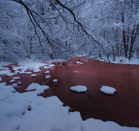 Blood On Snow, Hounds Of Love, Devil Aesthetic, Red Like Roses, Snow Flower, Blood And Bone, Snow Photography, Blood Art, Wings Of Fire