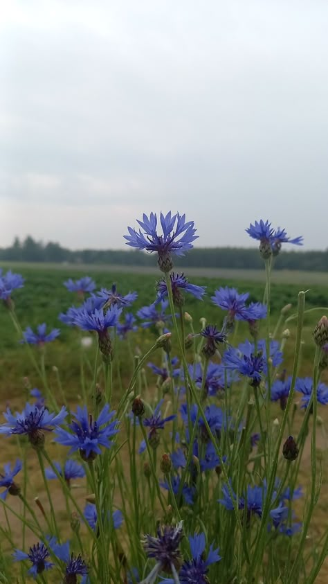 Cornflowers, flowers, field, blue, aesthetic Photo by: @m3ta_k1 = me Corn Flower Blue Aesthetic, Cornflour Blue, Cornflowers Aesthetic, Blue Cornflower, Cornflower Aesthetic, Cornflower Blue Aesthetic, Corn Flower, Fields Photography, Cornflower Blue