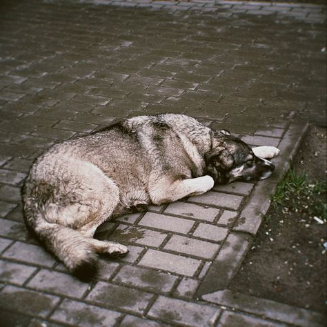 Homeless animals Finn Aesthetic, Homeless Aesthetic, Homeless Animals, Scene Aesthetic, Beautiful Chickens, Poor Dog, Homeless Dogs, Best Mother, Cute Little Animals