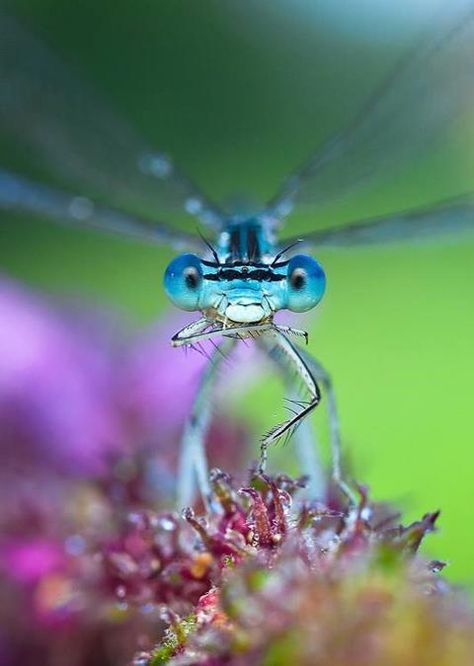 Dragonfly..cute❤ ..but a tad bit creepy* if u look at it too long :  / Dragonfly Photos, Dragon Flys, Blue Dragonfly, Dragonfly Art, Beautiful Bugs, Bugs And Insects, Front View, Macro Photography, Amazing Nature