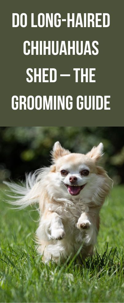 Do Long-Haired Chihuahuas Shed - The Grooming GuideDo Long-Haired Chihuahuas Shed – The Grooming Guide Have your recently brought home an adorable long-haired Chi? Here’s all you need to understand about why do Long-haired Chihuahuas shed. There’s no denying that chihuahuas are small-breed dogs. But, it is also a fact that these beautiful creatures have big personalities, whether short-haired or long-haired chihuahua. Dog Grooming Diy, Long Hair Chihuahua, Long Haired Dogs, Grooming Style, Long Haired Chihuahua, Chinese Crested, Chihuahua Dogs, Small Dog Breeds, Small Breed