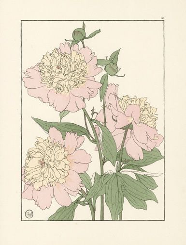 Foord Pochoir Flower Studies 1901- The Peony Flower Studies, Fleurs Art Nouveau, Illustration Kunst, Art Nouveau Flowers, Mors Dag, Drawing Artist, Botanical Drawings, Art And Illustration, Arte Floral