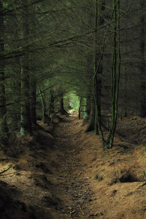 ©Jim Cooper Forrest corridor -  Scotland (there are lots of scenes like this around us here in Scotland!) Tree Tunnel, Skai Jackson, Road Less Traveled, Walk In The Woods, Green Gables, Into The Woods, Magical Places, In The Woods, A Walk