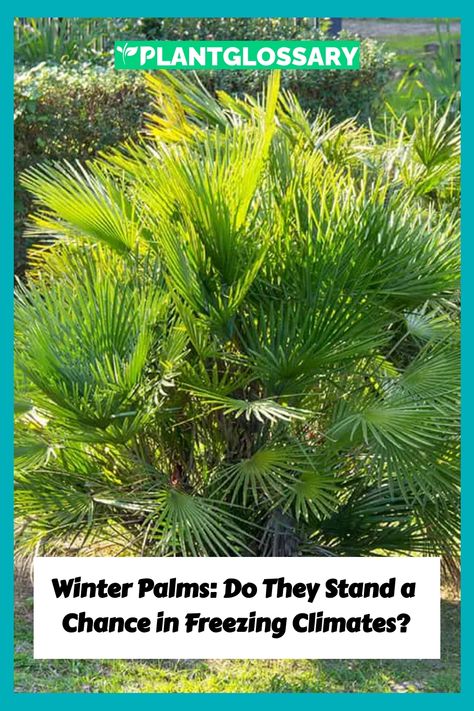 Freezing temperatures pose a serious challenge to tropical plants. Here, we investigate whether palm trees can endure the cold and the measures you can take to protect them when the weather turns icy. How To Protect Citrus Trees From Frost, Care For Palm Trees House Plants, Tropical Landscaping Cold Climate, Protect Plants From Frost, Cold Weather Palm Trees, Needle Palm, European Fan Palm, Potted Palms, Freezing Weather