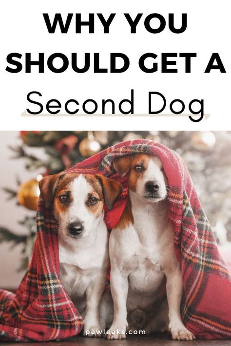 Getting A Second Dog, Getting A New Puppy, Dog Owner Tips, Communication Issues, New Dog Owner, Getting A Dog, Rottweiler Love, First Dog, House Training Dogs