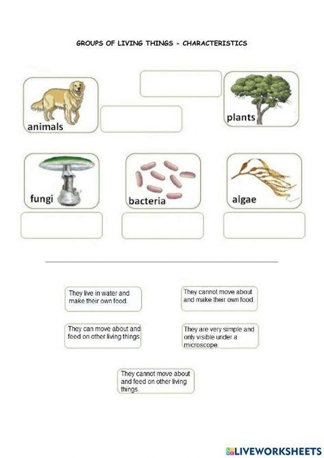 5 Kingdoms Of Living Things, Kingdoms Of Living Things, Five Kingdoms, Living Things, School Subjects, Life Cycles, Google Classroom, Science And Nature, Science