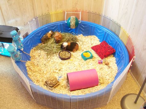 homemade pool cage! - Guinea Pig Cage Photos. To have this as a rabbit cage all you have to do is make the cage around it bigger. Homemade Pool, Homemade Pools, Diy Guinea Pig Cage, Pool Cage, Guinea Pig Diy, Cage Hamster, Guinea Pig Hutch, Guinea Pig House, Rabbit Cages