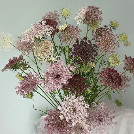 Chocolate Lace Flower 50 Plus Seeds False Queen Anne's | Etsy Chocolate Lace Flower, Queen Annes Lace Bouquet, China Aster, Queen Anne Lace, Chocolate Lace, October Mood, Mount Clemens, Lace Bouquet, Wild Carrot