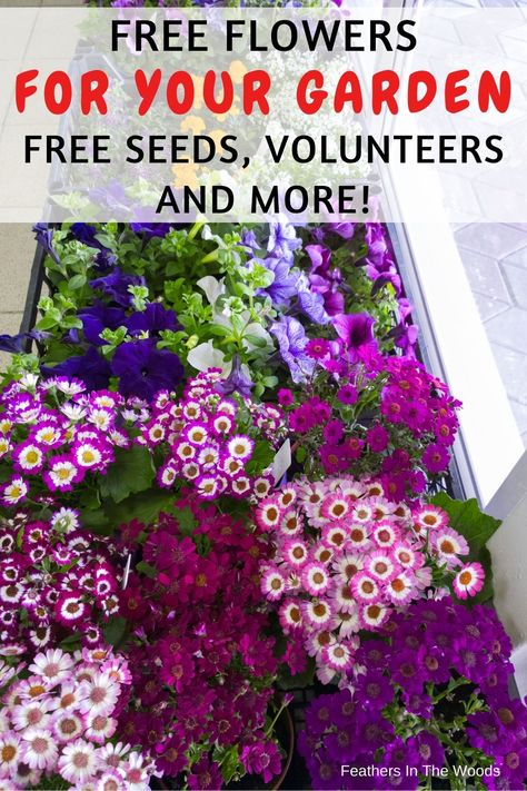 flowers grown from free seeds Flowers For The Garden, Flower Fertilizer, Food Growing, Frugal Gardening, Free Seeds, Seed Favors, Seedling Pots, Organic Soil, Flower Gardens