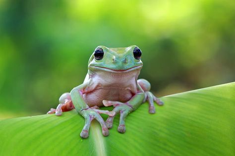 Frog Dumpy Tree Frog, Whites Tree Frog, Pet Frogs, Baby Frog, Frog Pictures, Frog Pins, Frog Art, Tree Frog, A Frog